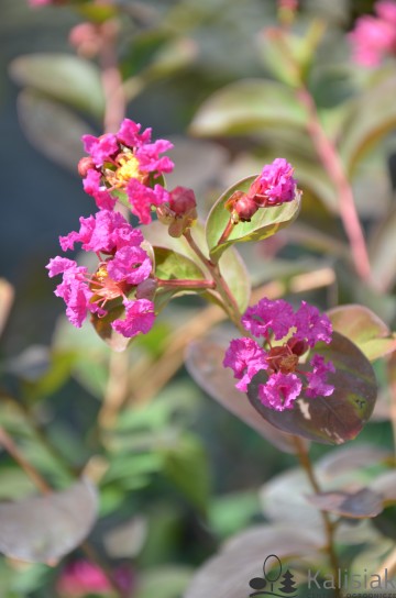 Lagerstroemia indica INDIYA CHARMS VIOLET D'ETE 'Indyvio' (Lagerstremia indyjska)  - C2