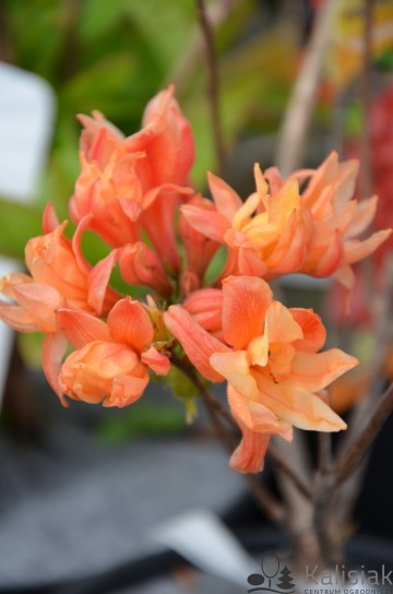 Rhododendron 'Feuerkopfchen' (Azalia wielkokwiatowa)  - C3