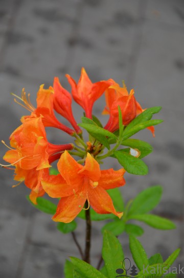 Rhododendron 'Glowing Embers' (Azalia wielkokwiatowa)  - C4
