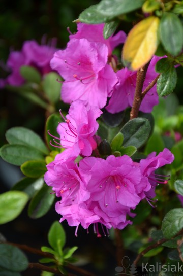 Rhododendron japanese azalea 'Geisha Purple' (Azalia japońska)  - C2