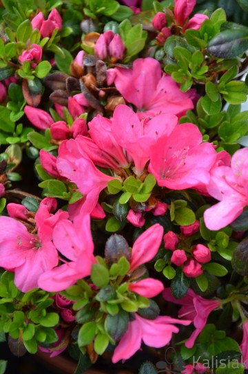 Rhododendron japanese azalea 'Anne Frank' (Azalia japońska)  - C2