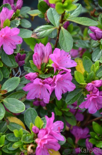 Rhododendron japanese azalea 'Sazava' (Azalia japońska)  - C4