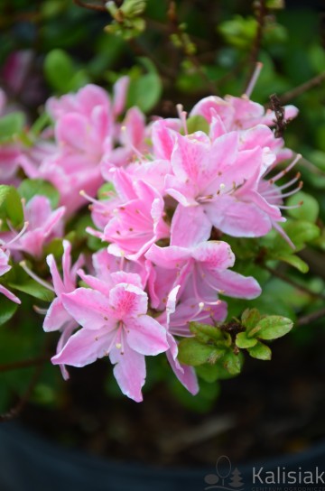 Rhododendron japanese azalea 'Kermesina Rose' (Azalia japońska)  - C4
