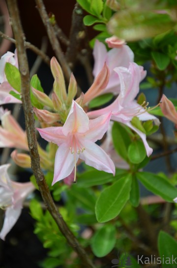 Rhododendron 'Soir de Paris' (Azalia wielkokwiatowa)  - C3