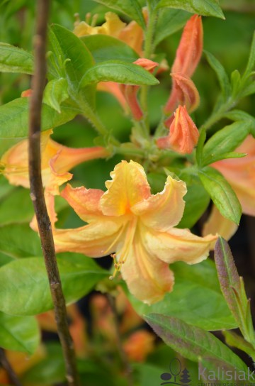 Rhododendron 'Golden Lights' (Azalia wielkokwiatowa)  - C4