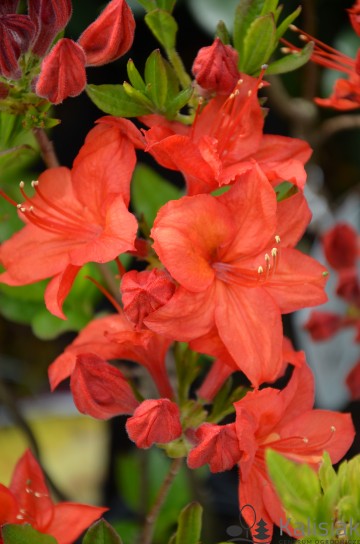 Rhododendron 'Parkfeuer' (Azalia wielkokwiatowa)  - P16 PA