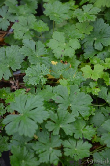 Geranium cantabrigiense 'Biokovo' (Bodziszek kantabryjski)  - P11