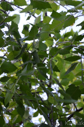 Betula nigra 'Summer Cascade' (Brzoza czarna)  - C5