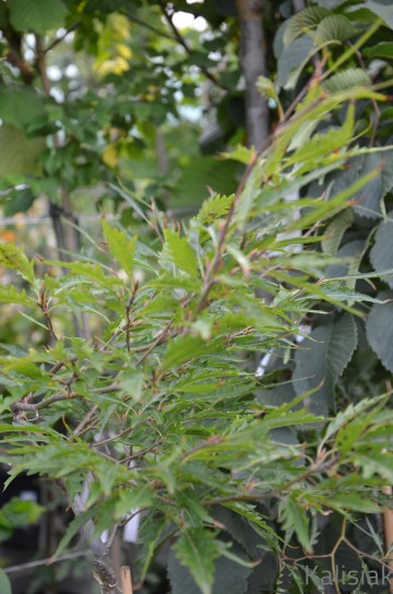Fagus sylvatica 'Mercedes' (Buk pospolity)  - C5 bonsai