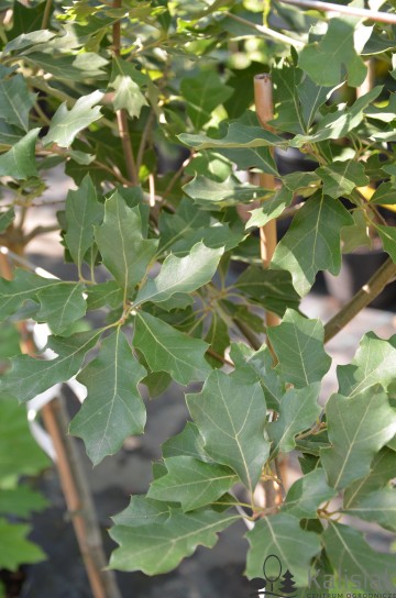 Quercus ilicifolia 'Tromp Ball' (Dąb niedźwiedzi)  - C7.5 PA