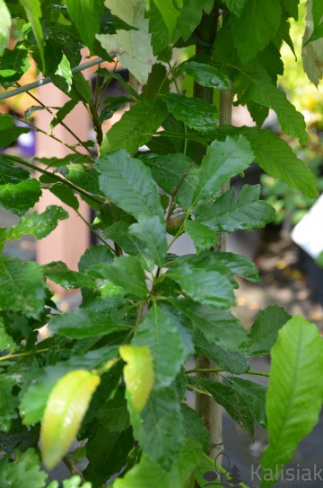 Quercus acutissima (Dąb ościstozębny)  - C5