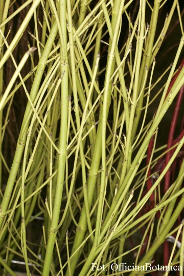 Cornus sericea 'Flaviramea' (Dereń rozłogowy)  - C2
