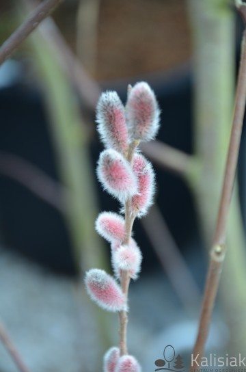 Salix gracilistyla 'Mt Aso' (Wierzba smukłoszyjkowa)  - C2