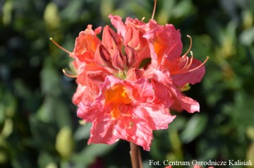 Rhododendron 'Juanita' (Azalia wielkokwiatowa)  - C4
