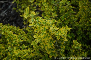 Euonymus fortunei 'Emerald'n Gold' (Trzmielina Fortune'a)  - C5 PA