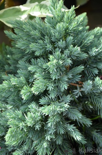 Juniperus squamata 'Blue Star' (Jałowiec łuskowaty)  - C2