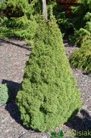 Picea glauca 'Conica' (Świerk biały)  - C7.5