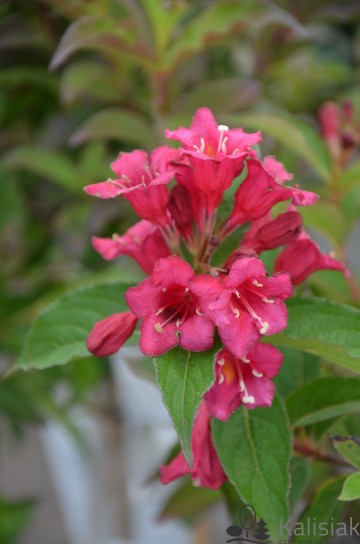 Weigela florida 'Bristol Ruby' (Krzewuszka cudowna)  - C7.5 PA
