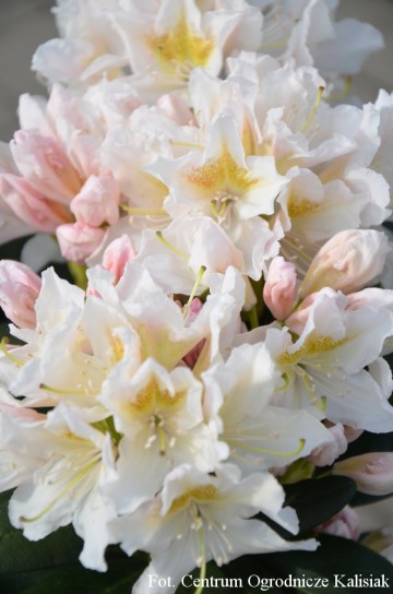 Rhododendron 'Cunningham's White' (Różanecznik)  - C4