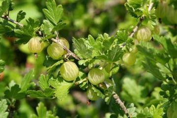 Ribes uva-crispa 'Biały Triumph' (Agrest)  - C3 PA
