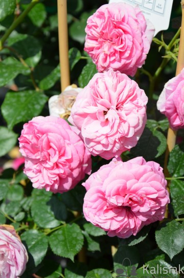 Rosa 'Baronesse' (Róża nostalgiczna)  - C5 PA