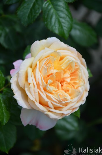 Rosa 'Capri' (Róża nostalgiczna)  - C5 PA
