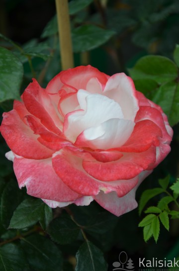 Rosa 'Nostalgie' (Róża nostalgiczna)  - C5 PA