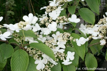 Viburnum plicatum 'St Keverne' (Kalina japońska)  - C3