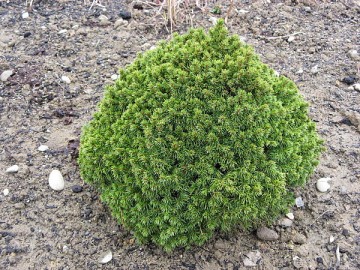 Picea glauca 'Alberta Globe' (Świerk biały)  - C3