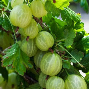 Ribes uva-crispa 'Invicta' (Agrest)  - C5