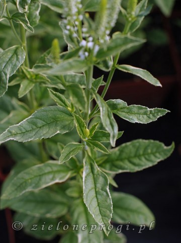 Veronica longifolia 'Charlotte' (Przetacznik długolistny)  - C2