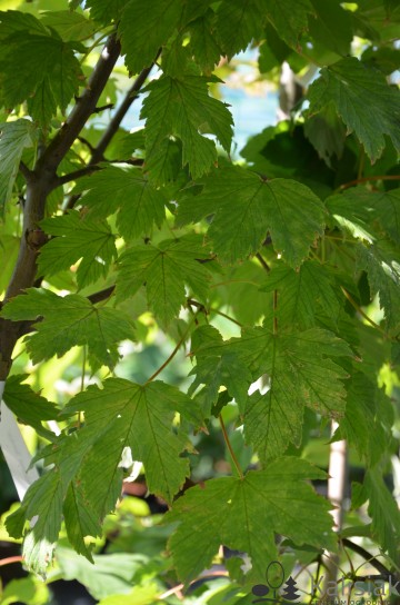 Acer pseudoplatanus 'Sunshine' (Klon jawor)  - C7.5 PA