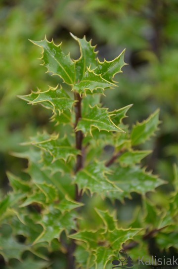 Ilex aquifolium 'Alaska' (Ostrokrzew kolczasty)  - C3