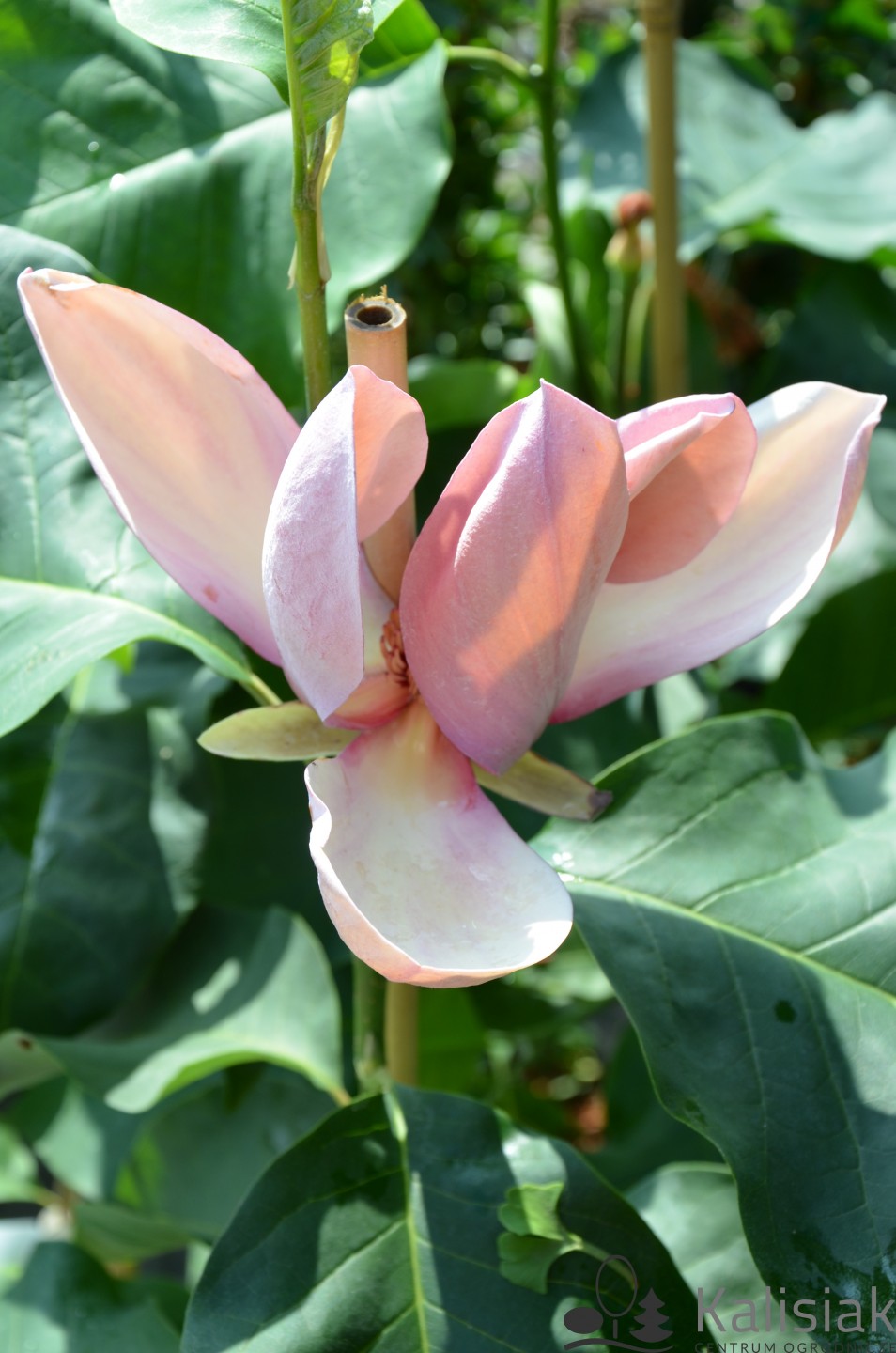 Magnolia x brooklynensis 'Eva Maria' (Magnolia brooklińska)  - C6