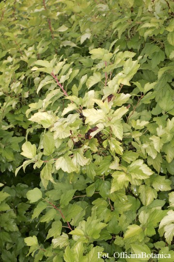 Physocarpus opulifolius 'Dart's Gold' (Pęcherznica kalinolistna)  - C3