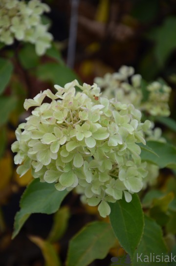 Hydrangea paniculata ROMANTIC ACE 'Renvagor' (Hortensja bukietowa)  - C5