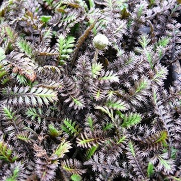 Leptinella squalida 'Platt's Black' (Leptinella nowozelandzka)  - C2