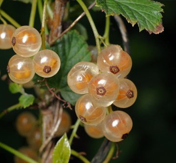 Ribes niveum 'Biała z Juterbog' (Porzeczka biała)  - C2 PA
