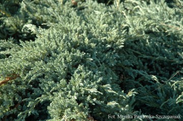 Juniperus squamata 'Blue Carpet' (Jałowiec łuskowaty)  - C2