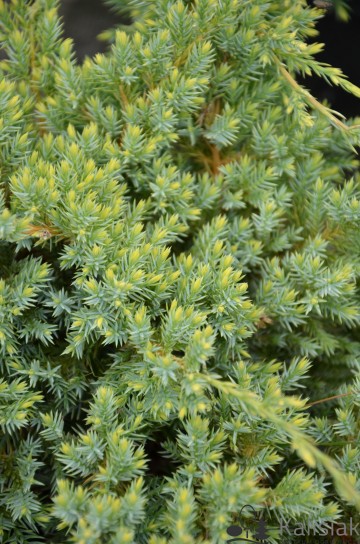 Juniperus squamata 'Dream Joy' (Jałowiec łuskowaty)  - P14