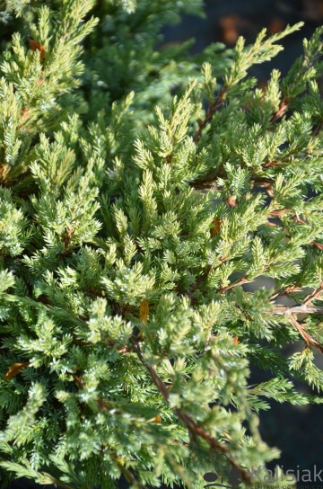 Juniperus squamata 'Holger' (Jałowiec łuskowaty)  - C3