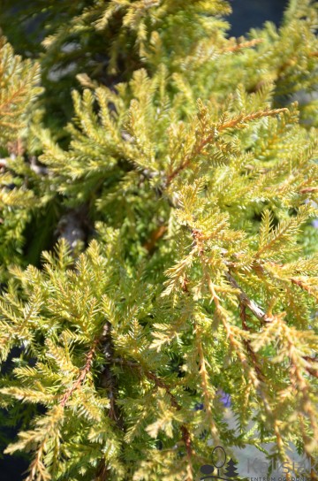 Juniperus x pfitzeriana 'Goldkissen' (Jałowiec Pfitzera)  - P14