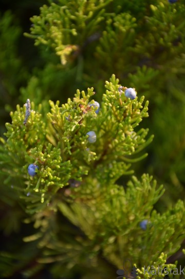 Juniperus x pfitzeriana 'Mint Julep' (Jałowiec Pfitzera)  - C3