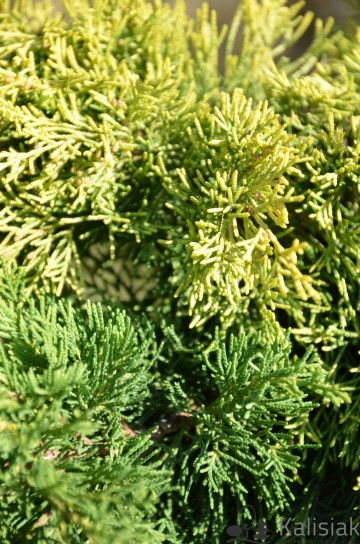 Juniperus x pfitzeriana 'Old Gold' (Jałowiec Pfitzera)  - C3
