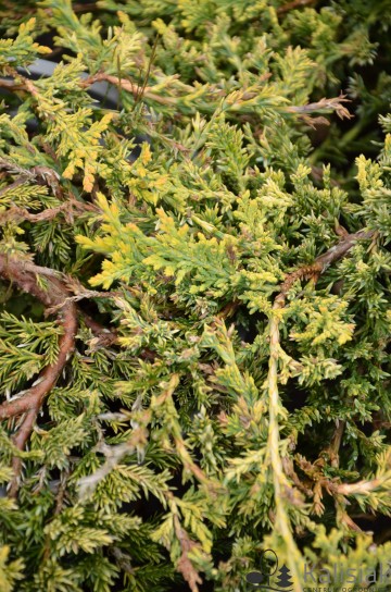 Juniperus horizontalis 'Golden Carpet' (Jałowiec płożący)  - C3