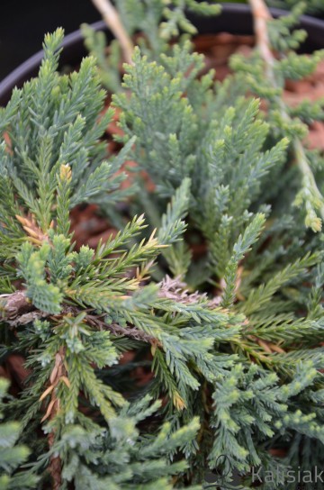 Juniperus horizontalis 'Wiltonii' (Jałowiec płożący)  - P14