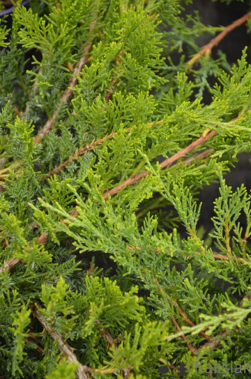 Juniperus sabina 'Rockery Gem' (Jałowiec sabiński)  - C5