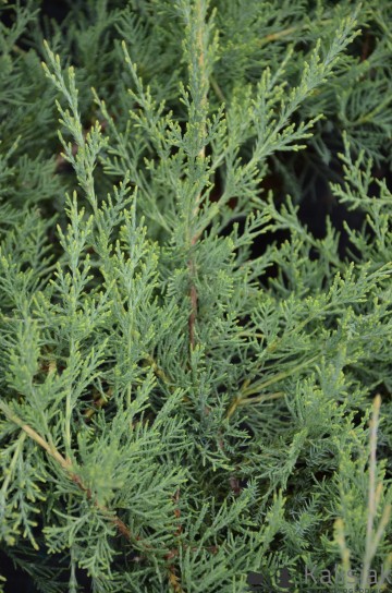 Juniperus virginiana 'Hetz' (Jałowiec wirginijski)  - C3