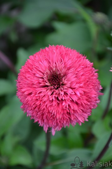 Echinacea 'Blackberry Trufle' (Jeżówka)  - C2