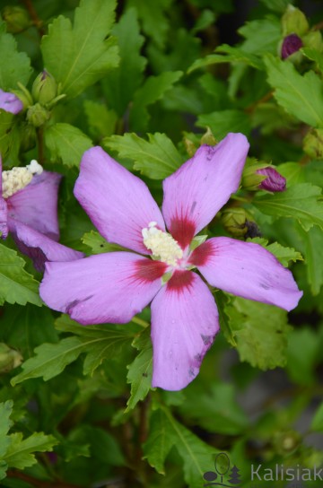 Hibiscus syriacus RUSSIAN VIOLET 'Floru' (Ketmia syryjska)  - C3